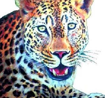 Youth injured in leopard attack | बिबट्याच्या हल्ल्यात युवक जखमी