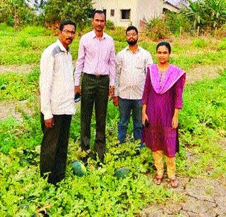 Two acres of 10 tonne Kalinde | दोन एकरांत १० टन कलिंगडे