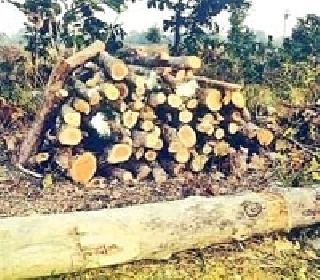 Slaughter of 72 seawall trees by blindfolding forest department | वनविभागाच्या आंधळेपणाने ७२ सागवान झाडांची कत्तल