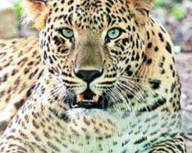 Hidos of Leopard in Govindpur area | गोविंदपूर परिसरात बिबट्याचा हैदोस