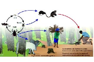 Surrounded by apes; Governance Only 'Sujhagad' | माकडतापाने घेरले; शासन मात्र ‘सुशेगाद’