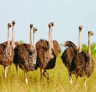 The ostrich came in 25 thousand years ago in India | शहामृग २५ हजार वर्षांपूर्वी आले होते भारतात