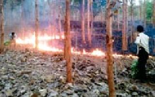 Due to the fire, the wildlife has run to the village | आगीमुळे वन्यजीवांची गावाकडे धाव