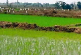 Sowing of summer paddy crop increased | उन्हाळी धान पिकाची लागवड वाढली