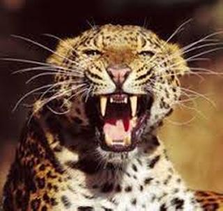 The slaughter of the cow in a leopard attack | बिबट्याच्या हल्ल्यात गाय ठार