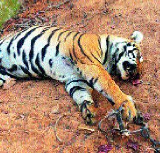 117 tigers die in India in 2016 | २०१६ मध्ये भारतात ११७ वाघांचा मृत्यू