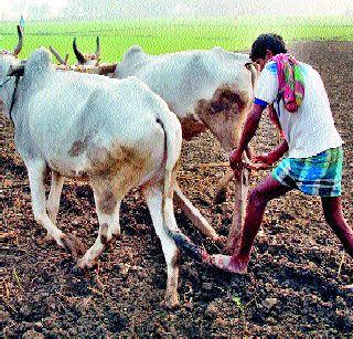 How can the farmers get remorse for forgiveness? | गोंधळ घालून शेतकऱ्यांना कर्जमाफी कशी मिळेल?