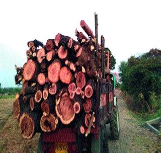 Illegal tree plantation in Savna area! | सवणा परिसरात अवैध वृक्षतोड जोमात!