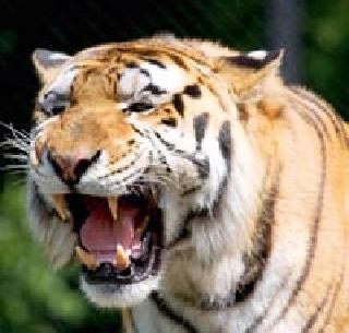 Tiger vision in the area around the village | देऊतवाडा परिसरात व्याघ्र दर्शन
