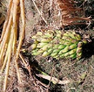 Windy rain destroyed 25 acres of banana garden | वादळी पावसाने २५ एकरातील केळीची बाग नष्ट Windy rain destroyed 25 acres of banana garden | वादळी पावसाने २५ एकरातील केळीची बाग नष्ट