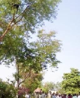 'Virugiri' in ZP's premises | जि.प.च्या आवारात ‘विरूगिरी’ 'Virugiri' in ZP's premises | जि.प.च्या आवारात ‘विरूगिरी’