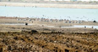 Due to the storm, birds bear brood | गाळपेऱ्यामुळे पक्ष्यांची वीण धोक्यात