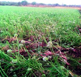 Farmers worried due to incessant rains! | अवकाळी पावसामुळे शेतकरी चिंताग्रस्त!