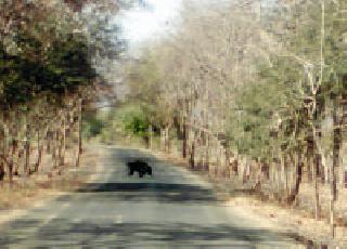 Across the road: | भर रस्त्यावर अस्वल :