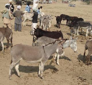 Gujarat's domestically marketed donkey market! | गाढवांच्या बाजारातही गुजरातचा बोलबाला!