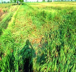 Quickly survey the farmers' crops! | शेतक-यांच्या पिकांचे सर्व्हेक्षण त्वरीत करा!