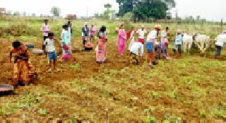 Potato farming | रताळाची शेती