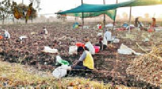 Harvesting of turmeric: | हळदीची काढणी :