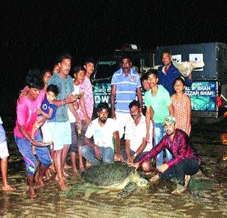 Marine Turtle on Dahunu Shore | डहाणूच्या किनाऱ्यावर समुद्री कासव