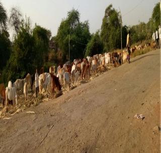 Gurnanhi village along with bone-bones | व-हाड्यांसोबतच गुरानांही गाव पंगत!