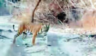 Bore tiger reserve project earns 33.80 lakhs from forest safari | जंगल सफारीतून बोर व्याघ्र प्रकल्पाची कमाई ३३.८० लाख