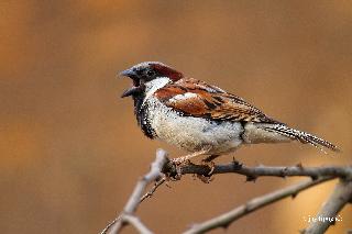 Population of growing sparrows due to public awareness | जनजागृतीमुळे वाढतोय चिमण्यांचा अधिवास