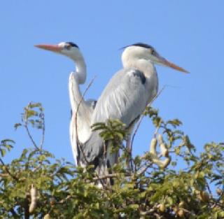 Birds count: 6,644 bird species recorded in more than 115 species of Ahmednagar | पक्षीगणना: अहमदनगरात ११५ पेक्षा अधिक प्रजातींच्या ६६४४९ पक्ष्याची नोंद