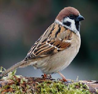 These sparrows, come back again ... | या चिमण्यांनो, परत फिरा रे...