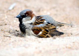 Chewatai is the place for nesting in the house for bathing | चिऊताईला आंघोळीला माती, ना घरट्याकरिता जागा