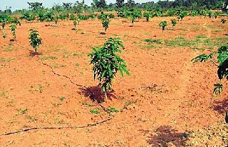 Government planting 'tree plantation' soil | शासनाची ‘वृक्ष लागवड’ मातीमोल