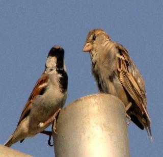 Sparrows Day Special: Sprinkled Chuotai Do not Come Back ...! | चिमणी दिवस विशेष : भुर्र उडालेली चिऊताई परत येईना...!