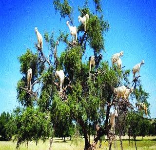 Argan oils and goose-goats, and sheep | अ‍ॅर्गनचे तेल आणि झाडावर चढणाऱ्या शेळ्या, मेंढ्या