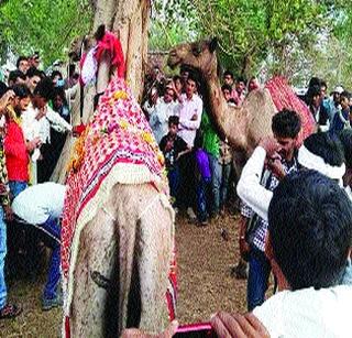 Exotic wedding of camel and gooseberry | उंट अन् सांडणीचा अनोखा विवाह