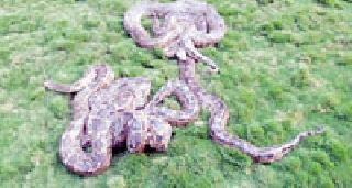 Five pythons found in a single bay | एकाच बिळात आढळले पाच अजगर