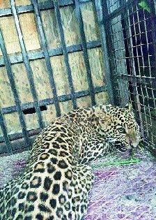 She killed goats in the attack of Jalgao Leopard | जळगावला बिबट्याच्या हल्ल्यात शेळ्या ठार