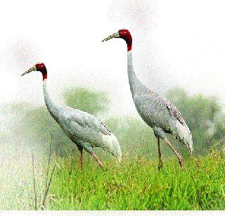 This bird is considered an ideal couple's symbol | आदर्श दाम्पत्याचे प्रतीक मानला जातो हा पक्षी