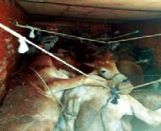Illegal transport of cattle for slaughter | कत्तलीसाठी गोवंशाची अवैध वाहतूक Illegal transport of cattle for slaughter | कत्तलीसाठी गोवंशाची अवैध वाहतूक