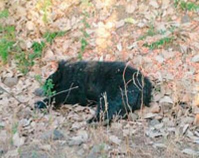 The bear was caught by the rescue | रेस्क्यु'द्वारे अस्वलीला पकडले The bear was caught by the rescue | रेस्क्यु'द्वारे अस्वलीला पकडले