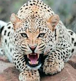 Guydongri people thump experience of leopard | गायडोंगरीवासीयांनी अनुभवला बिबट्याचा थरार