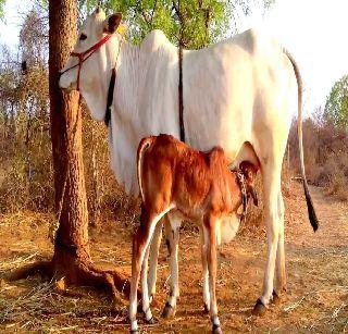 Break the limbs of the cows - Saini | गायीला मारणाऱ्याचे हातपाय तोडू - सैनी