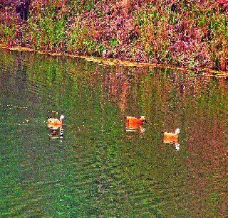 Duck pigs were beautiful in a pool | एका तळ्यात होती बदके पिले सुरेख