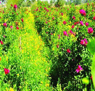 Life flourished due to flowering! | फुलशेतीमुळे आयुष्य बहरले!