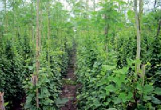 Herbal producer Sucks due to subsidy closure | अनुदान बंद झाल्याने वनौषधी उत्पादक बेजार