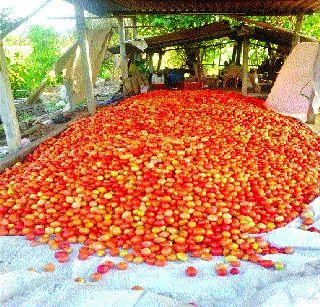 A record crop of tomato on borer water | बोअरच्या पाण्यावर टोमॅटोचे विक्रमी पीक