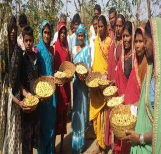 Satpuradaya 'Kalpavraksha' Mahla of Bharla Festival | सातपुडय़ात ‘कल्पवृक्ष’ महूचा भरला महोत्सव