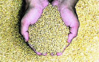Due to import tariffs, prices of wheat and pulses increased | आयात शुल्कामुळे गहू, डाळींचे दर वाढण्याचे संकेत Due to import tariffs, prices of wheat and pulses increased | आयात शुल्कामुळे गहू, डाळींचे दर वाढण्याचे संकेत