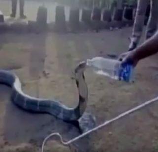 VIDEO: ... when the man wraps up King Cobra | VIDEO:...जेव्हा माणूस किंग कोब्राला पाजतो पाणी