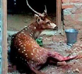 The death of Chitale in a dog attack | कुत्र्यांच्या हल्ल्यात चितळाचा मृत्यू