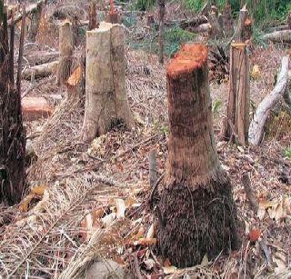 Information on tree slaughter is now available on the website | वृक्षांच्या कत्तलींची माहिती आता वेबसाईटवर