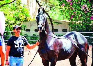 First prize for Nashik Road's 'maya' | नाशिकरोडच्या ‘माया’ला प्रथम पारितोषिक First prize for Nashik Road's 'maya' | नाशिकरोडच्या ‘माया’ला प्रथम पारितोषिक